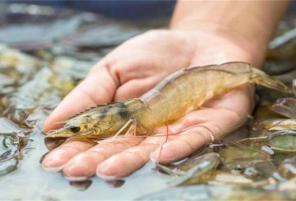 工廠化循環(huán)水養(yǎng)殖南美白對蝦技術(shù)分享